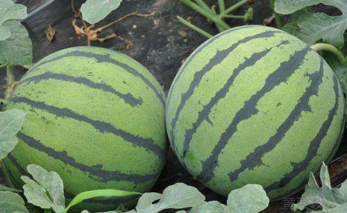 娱乐吃瓜酱山东,吃瓜酱带你探秘本土明星幕后故事