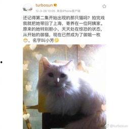 娱乐吃瓜酱虐猫博主,揭秘网络暴力背后的真相