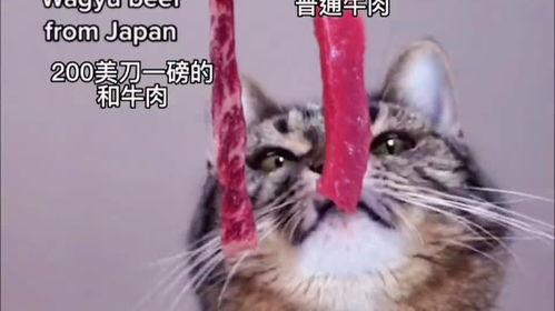 娱乐吃瓜酱小猫吵架,揭秘背后真相