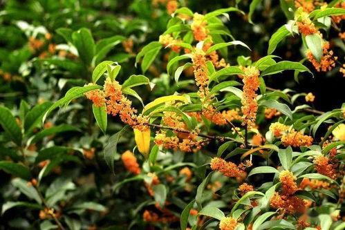 娱乐吃瓜酱桂花树,桂花树下那些不为人知的娱乐圈秘闻