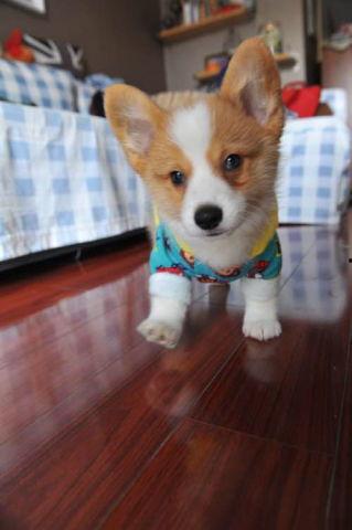 娱乐吃瓜酱狗窝,娱乐圈背后的真实故事